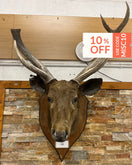 Taxidermy Deer head (wall mounted) 3126