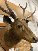 Taxidermy Deer head (wall mounted) 3126