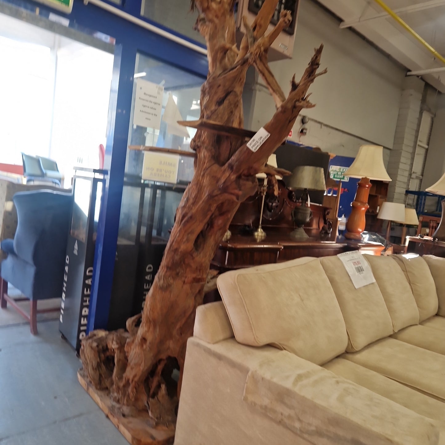 Solid bog oak tall tree trunk cw shelves