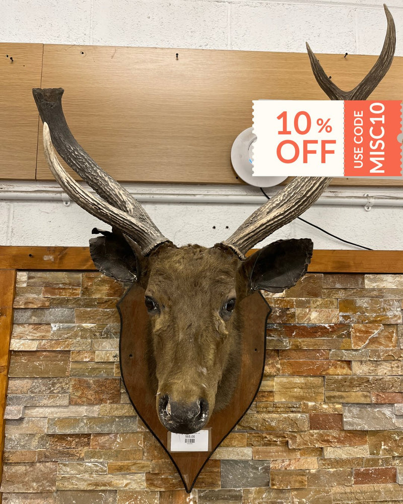 Taxidermy Deer head  (wall mounted)  3126