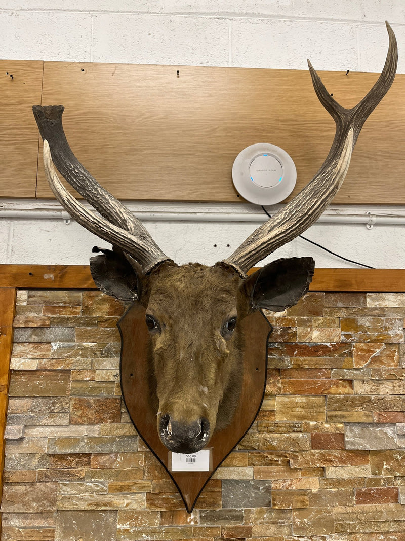 Taxidermy Deer head  (wall mounted)  3126
