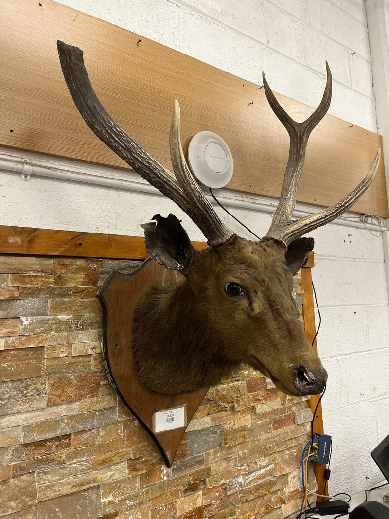 Taxidermy Deer head  (wall mounted)  3126