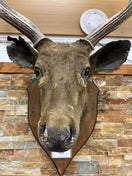 Taxidermy Deer head  (wall mounted)  3126