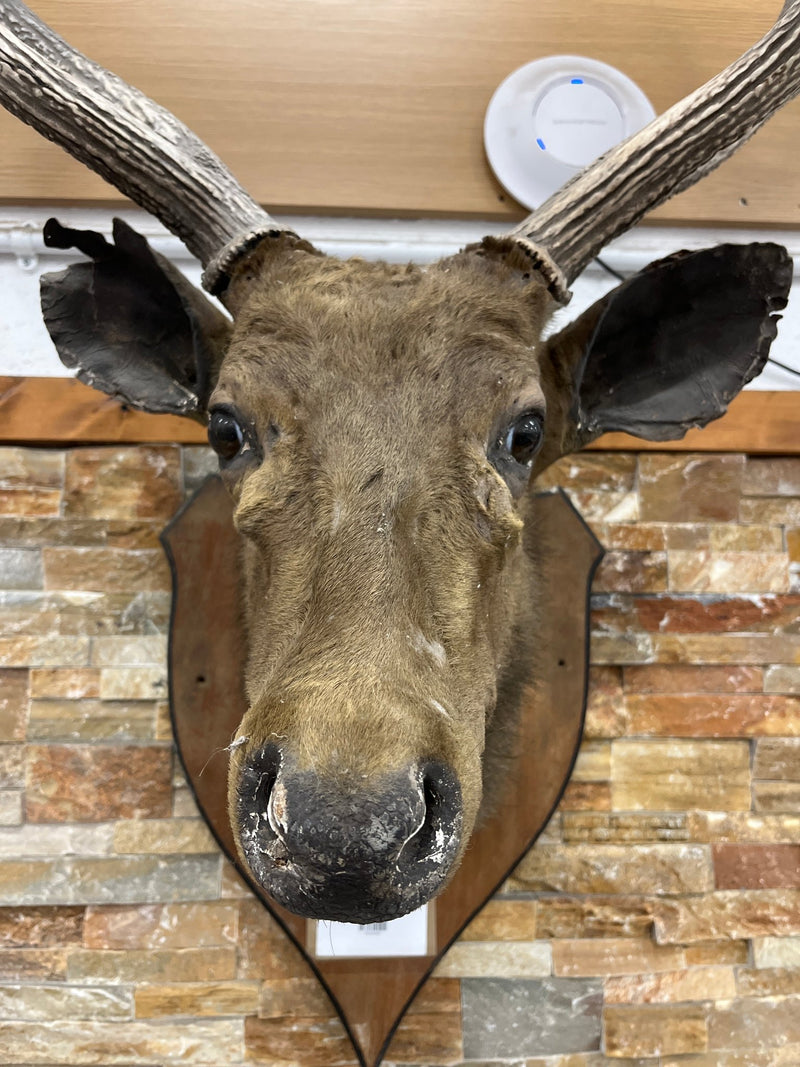 Taxidermy Deer head  (wall mounted)  3126