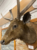 Taxidermy Deer head  (wall mounted)  3126