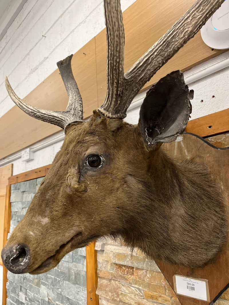 Taxidermy Deer head  (wall mounted)  3126