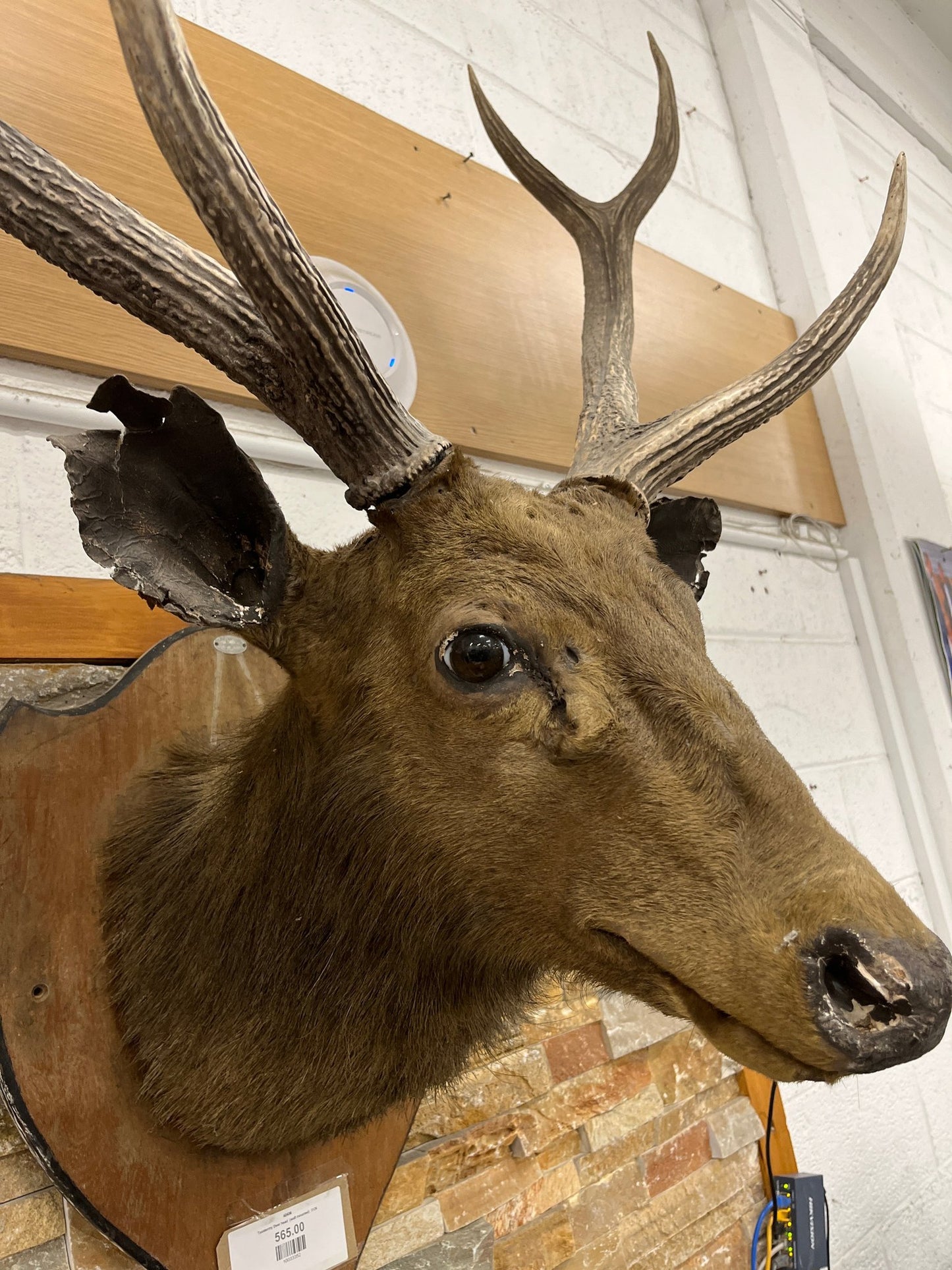 Taxidermy Deer head  (wall mounted)  3126