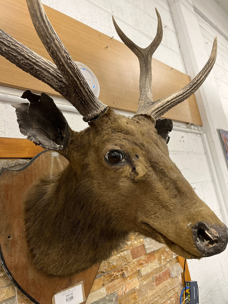 Taxidermy Deer head  (wall mounted)  3126