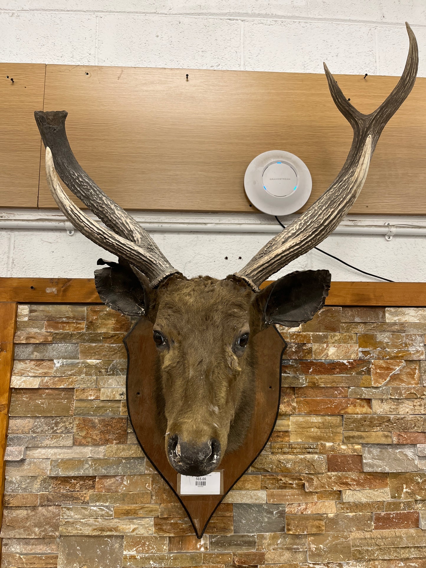 Taxidermy Deer head  (wall mounted)  3126