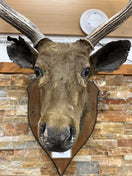 Switch Taxidermy Deer head  (wall mounted)  3126 3 image