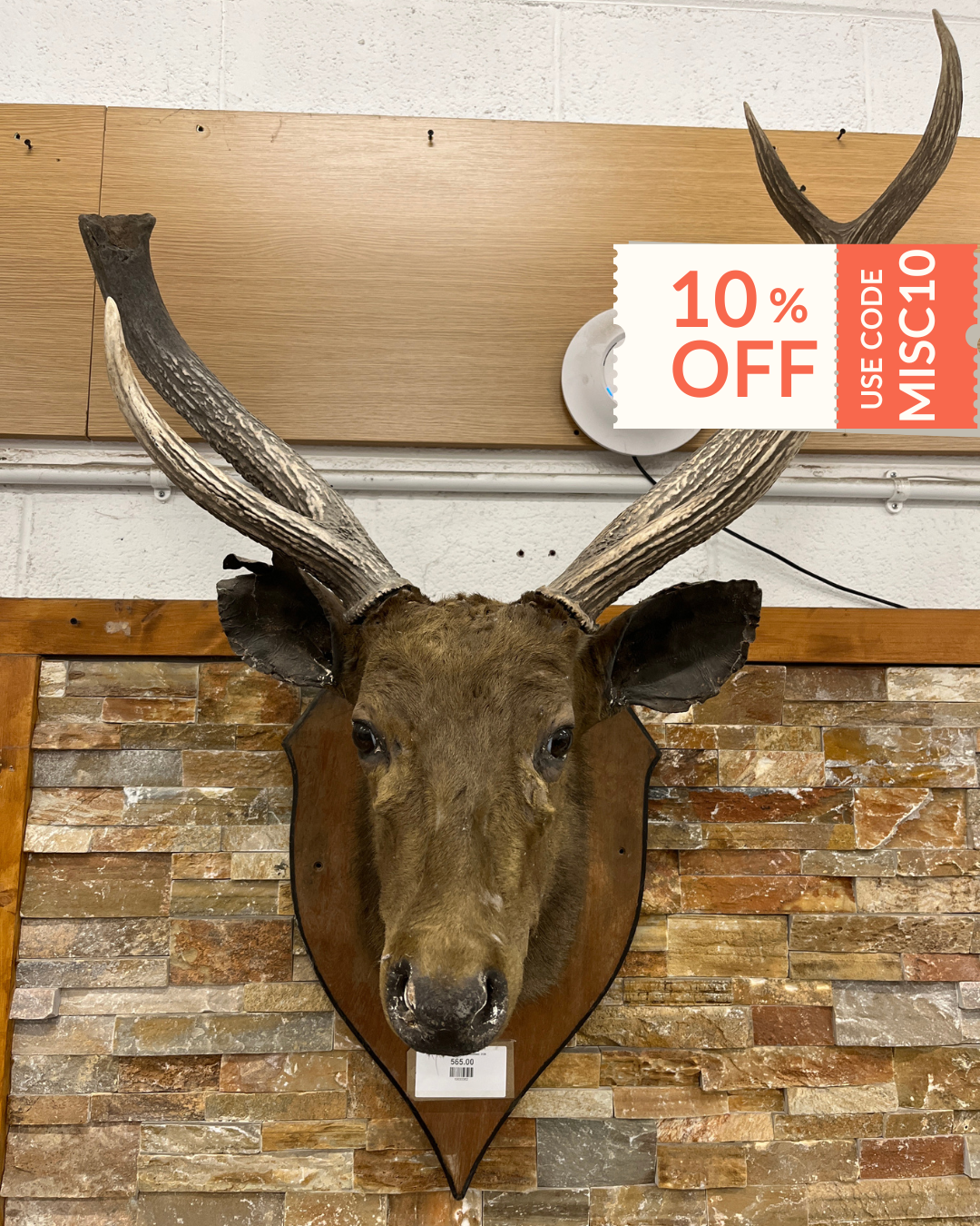 Taxidermy Deer head  (wall mounted)  3126